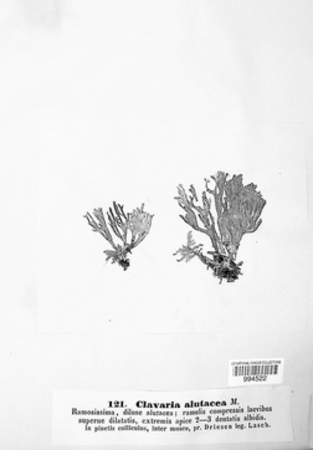 Clavaria alutacea image